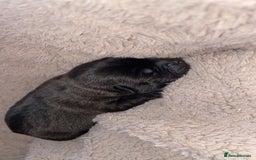 Mixed Breed dogs for sale: Chowbull pups for sale - Image 12