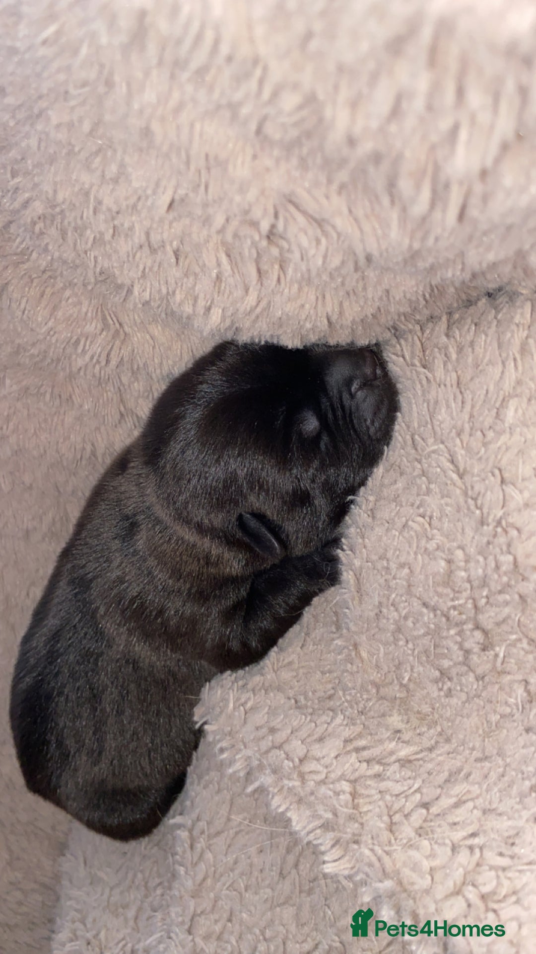 Mixed Breed dogs for sale: Chowbull pups for sale - Image 12