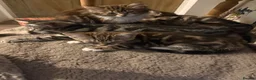 Mixed Breed cats for sale: 6 lovely kittens looking for new homes  in Bridgnorth - Advert 7