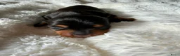 Miniature Dachshund dogs for sale: Three Stunning Mini Daschunds Girls - Advert 4