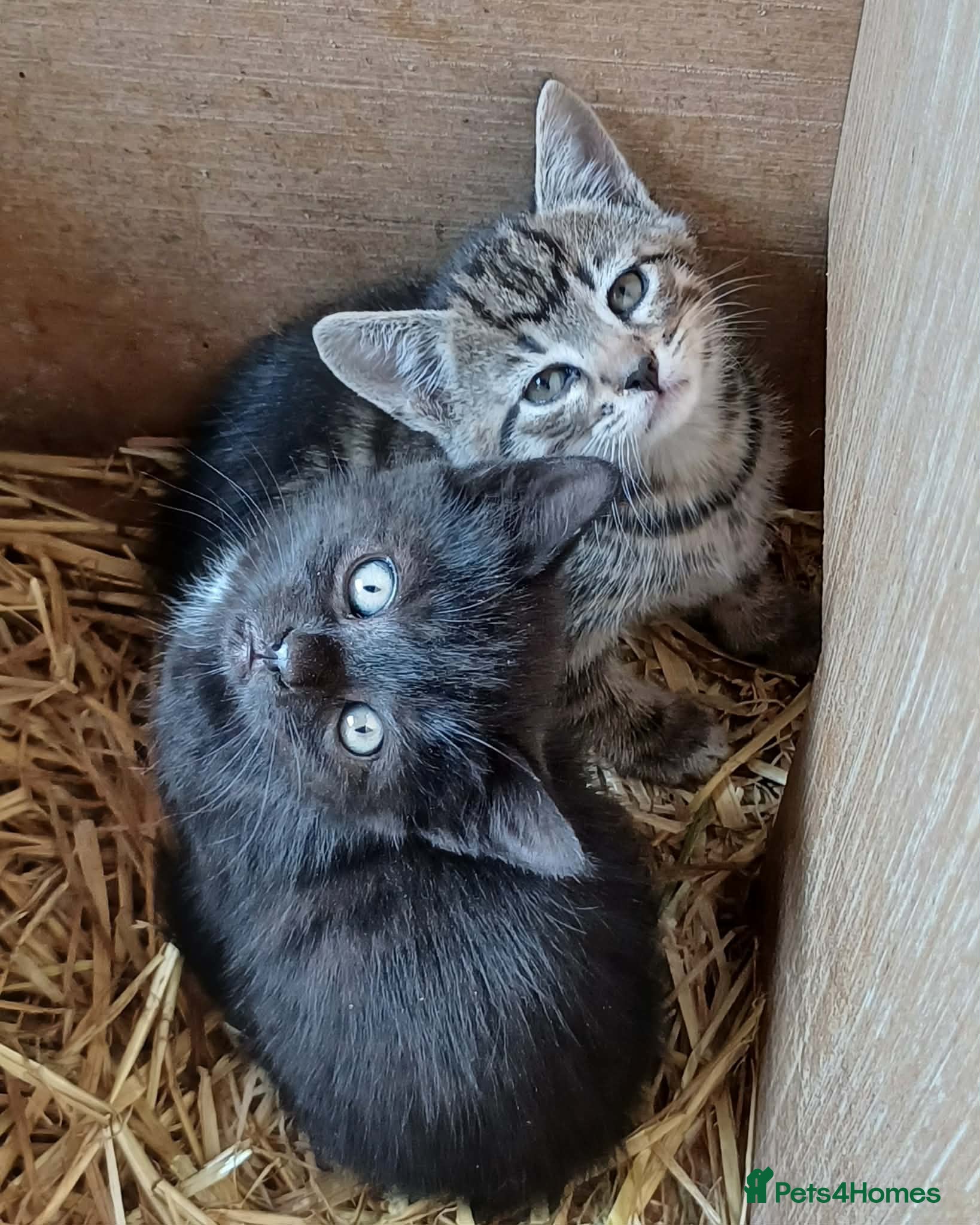Domestic Shorthair cats Beautiful Kittens for sale - Advert 1