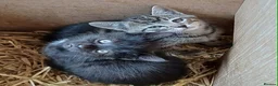 Domestic Shorthair cats for sale: Beautiful Kittens for sale - Advert 1