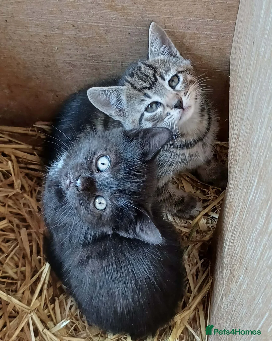 Domestic Shorthair cats for sale: Beautiful Kittens for sale - Advert 1