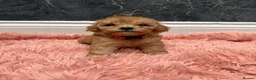 Cavapoo dogs for sale: Stunning Cavapoo Puppies - Advert 5