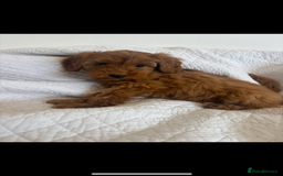 Labradoodle dogs for sale: LICENSED BREEDER extra mini tested labradoodles - Image 7