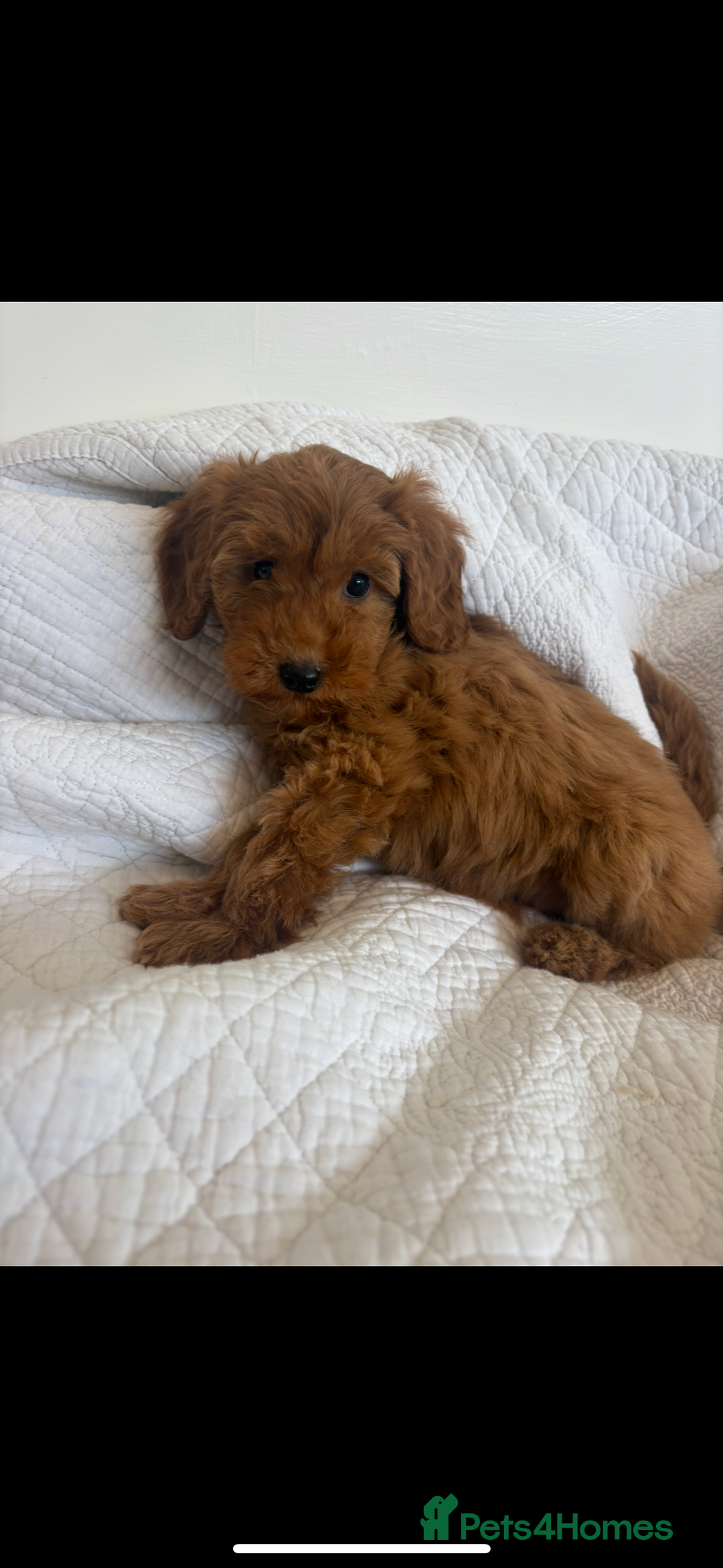 Labradoodle dogs for sale: LICENSED BREEDER extra mini tested labradoodles - Image 7