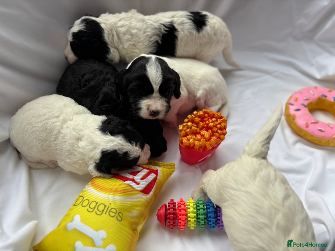 Sproodle dogs for sale: Spoodles - Image 2