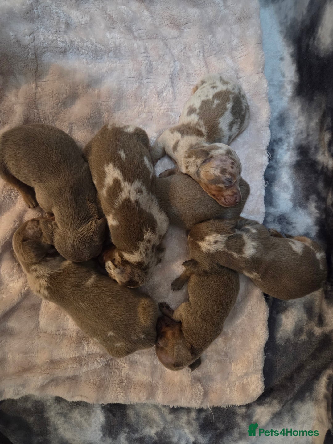 Miniature Dachshund dogs for sale: Miniature dachshund pups KC Reg - Advert 2