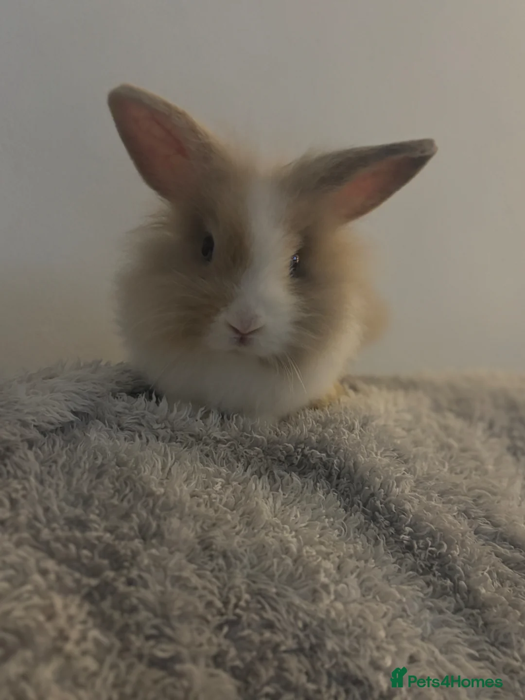 Lionhead rabbits for sale: 2 male lion head rabbits  - Advert 5
