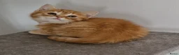 Mixed Breed cats for sale: 2 ginger half British shorthair boys - Advert 5