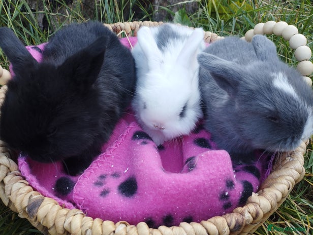 Mini Lop rabbits in Market Drayton - Advert 5