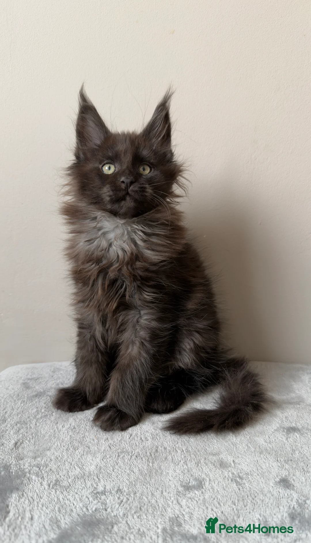 Maine Coon cats for sale: ⭐️ Outstanding TICA Maine Coons ⭐️ - Russian Lines in Halifax - Advert 17
