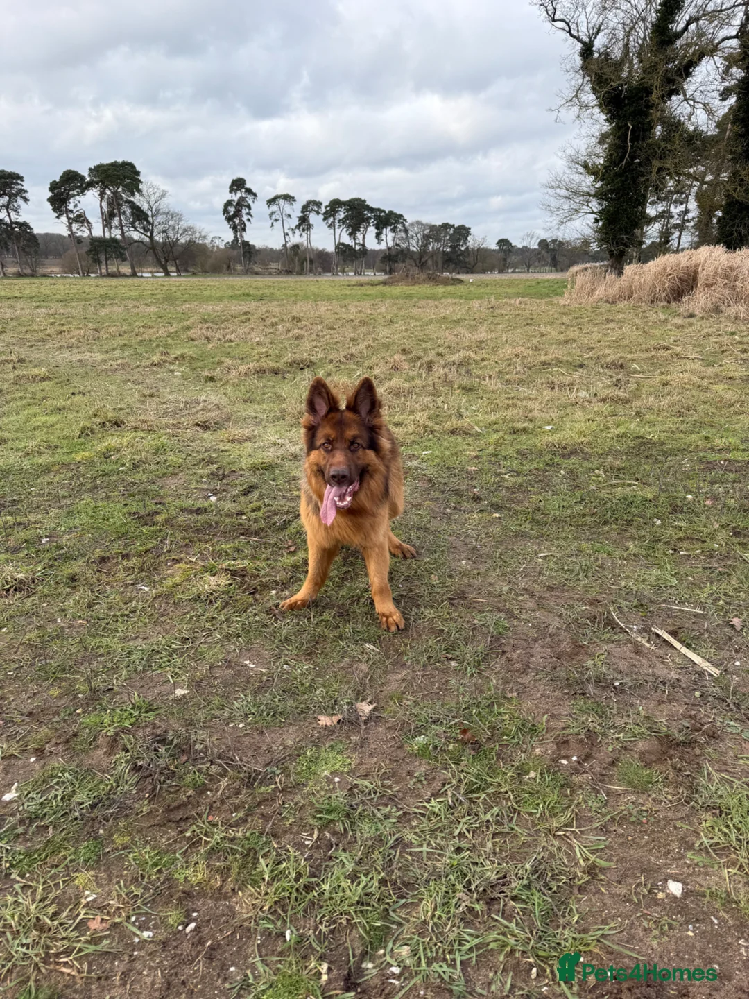 German Shepherd dogs for sale: German shepherd  - Advert 2