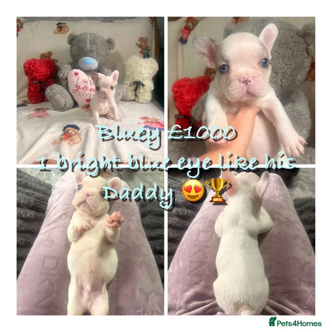 French Bulldog dogs for sale: 🏆 FRENCH BULLDOG 🏆 - Advert 9