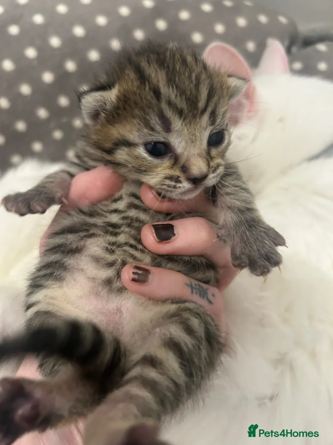 Turkish Angora cats for sale: Beautiful Turkish angora x kittens available  - Advert 2