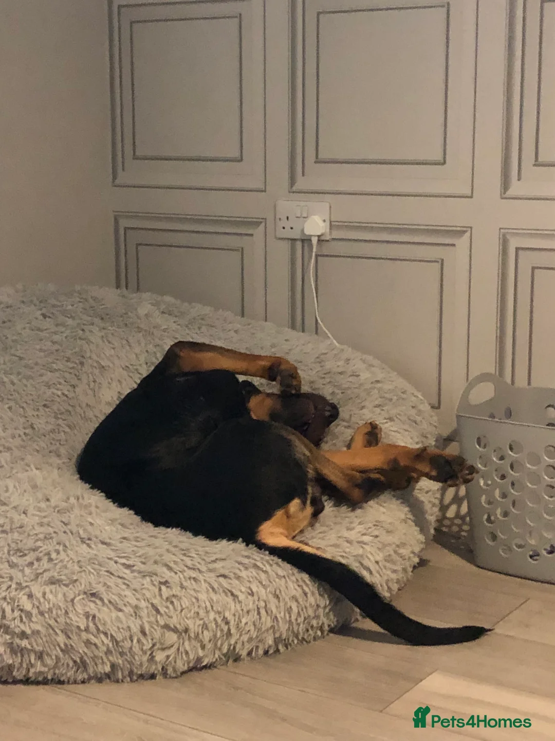 Mixed Breed dogs for sale: 2 year old male German shepherd cross Rottweiler  - Advert 6