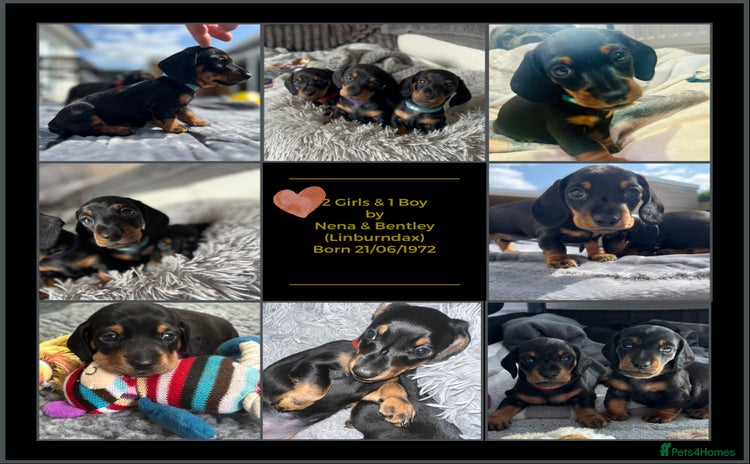 Miniature Dachshund dogs - Advert 1