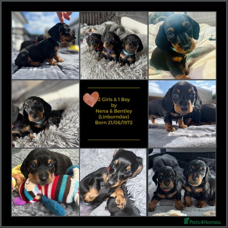 Miniature Dachshund dogs - Advert 14