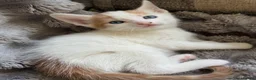 Turkish Angora cats for sale: Beautiful pattern, Kitten - Advert 5