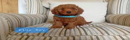 Mini Goldendoodle dogs for sale: Stunning Goldendoodle Puppies - Advert 13