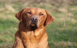 Labrador Retriever dogs for stud: Fox red working Labrador at stud - Image 4