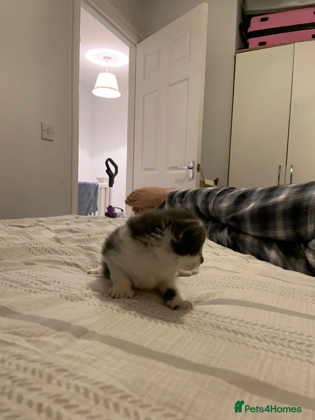 Mixed Breed cats for sale: Beautiful Playful Kittens Ready for Loving Homes - Advert 19