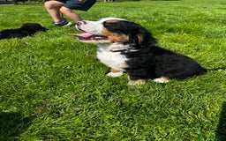 Bernese Mountain Dog dogs for sale: Bernese mountain dogs - Image 4