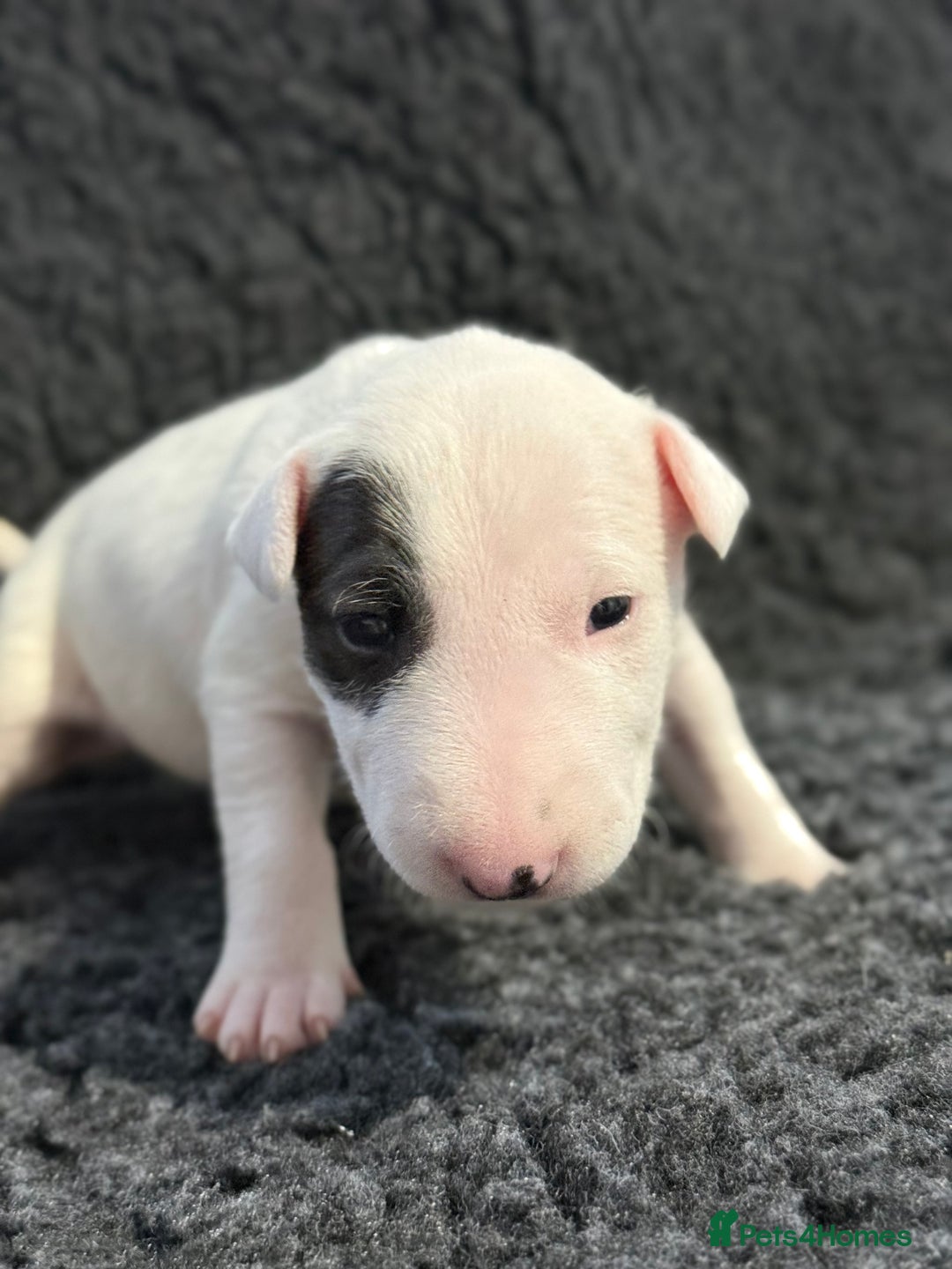 English Bull Terrier dogs for sale: Outstanding English Bull Terrier Puppies - Image 6
