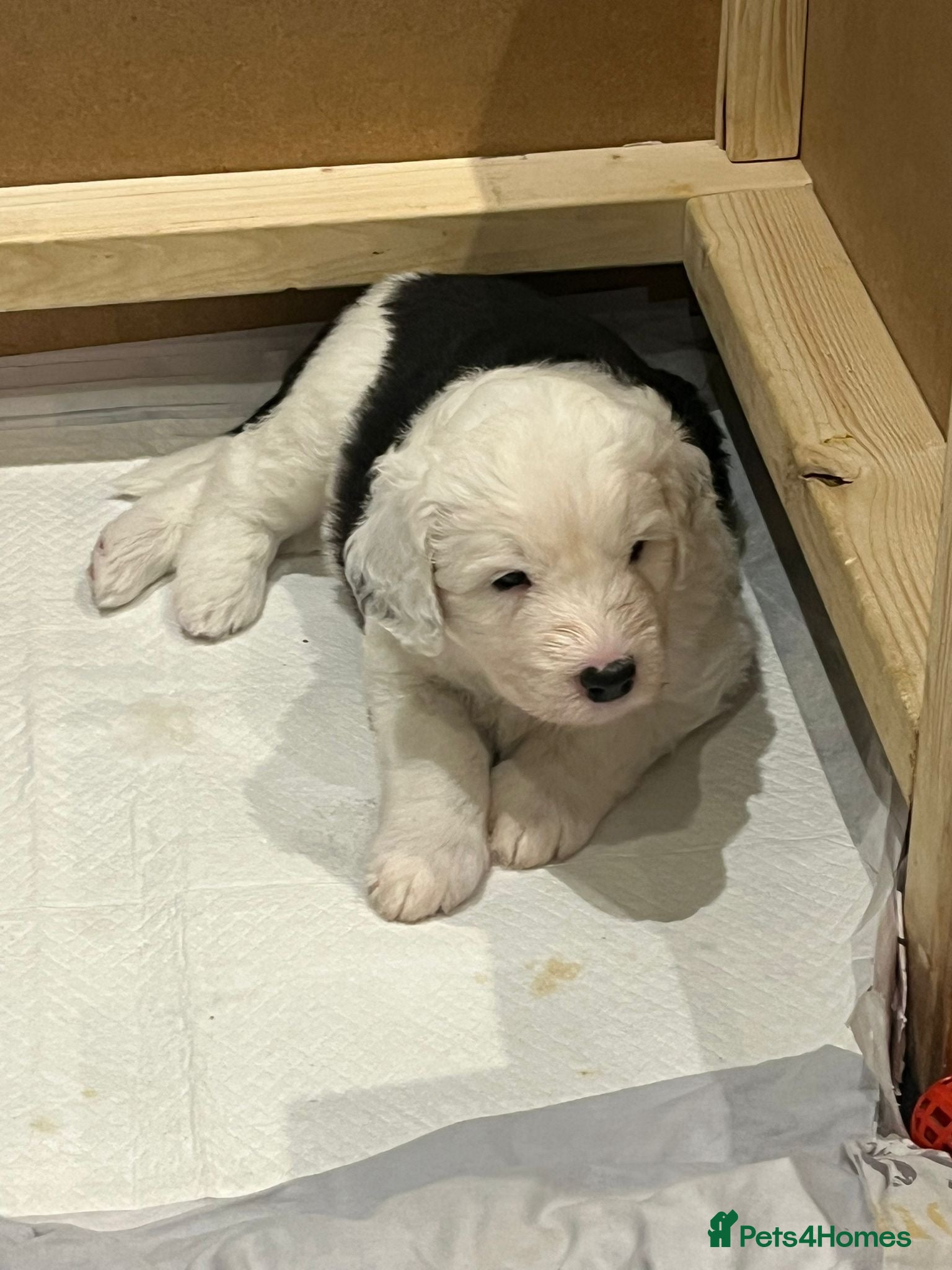 Old English Sheepdog dogs Kennel Club Registered Old English Sheepdog Pups - Advert 6