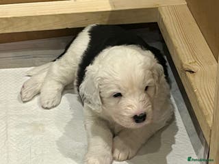 Old English Sheepdog dogs Kennel Club Registered Old English Sheepdog Pups - Advert 6