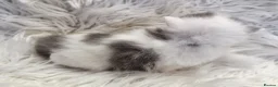 British Shorthair cats for sale: Stunning British shorthair kittens  - Advert 9
