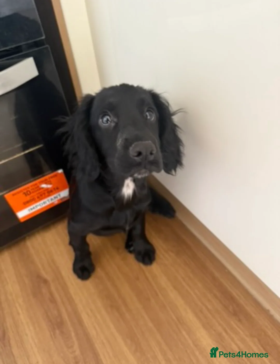 Cocker Spaniel dogs for sale: KC registered cocker spaniel bitch  - Advert 1