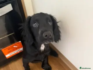 Cocker Spaniel dogs KC registered cocker spaniel bitch - Advert 2