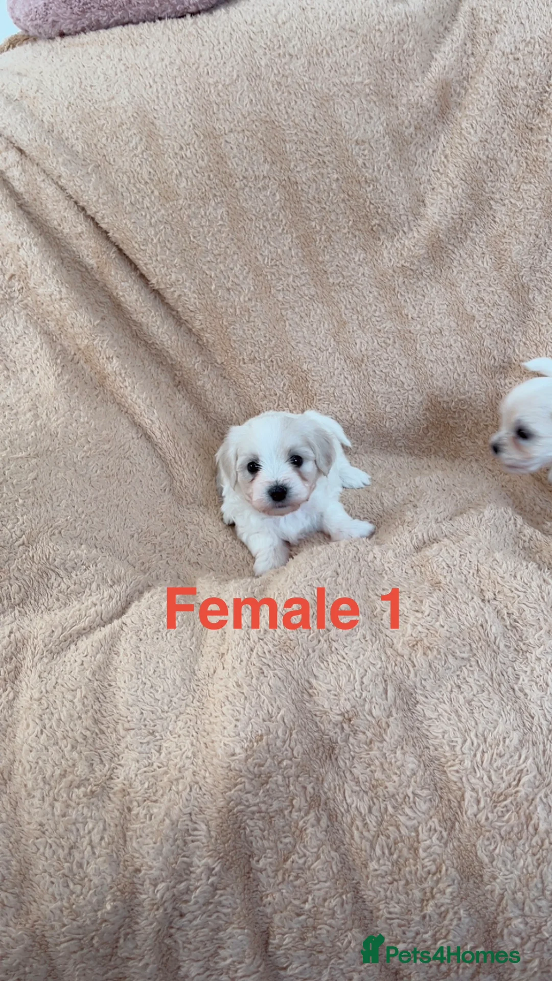 Maltese dogs for sale: Bichon puppies  - Advert 2