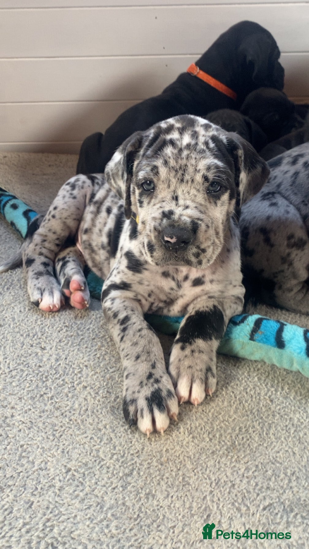 Mixed Breed dogs Beautiful Italian daniffs (Great Dane/cane corso)  - Advert 1