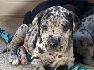 Mixed Breed dogs Beautiful Italian daniffs (Great Dane/cane corso) - Advert 1