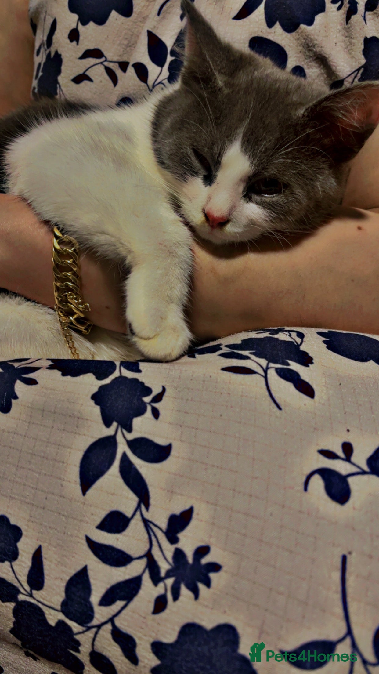 British Longhair cats Cute cat - Advert 1