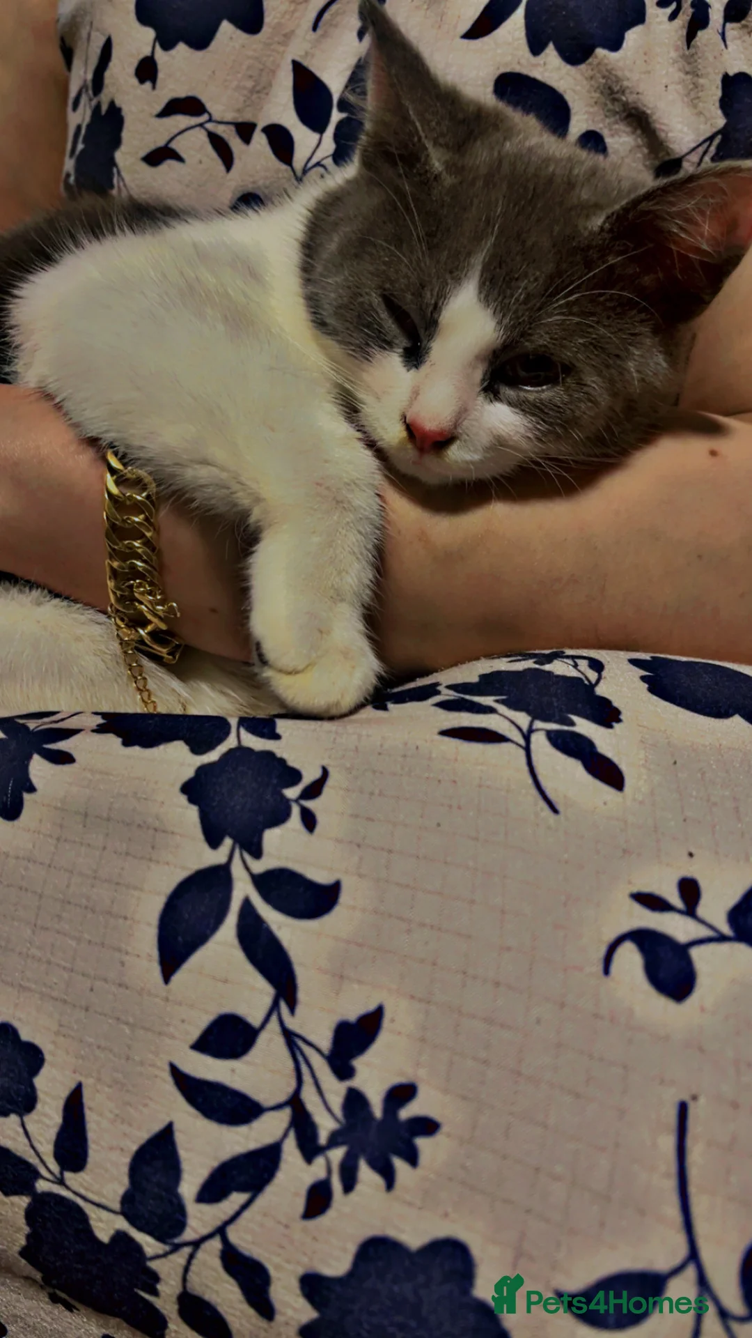 British Longhair cats for sale: Cute cat - Advert 1