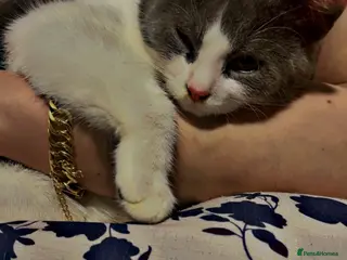 British Longhair cats Cute cat - Advert 1