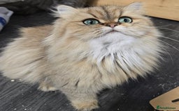 Persian cats for sale: 🪙 😺Golden Persian Chinichila Girl Left  - Image 3