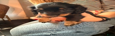 Miniature Dachshund Puppy 1