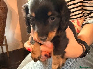 Miniature Dachshund dogs Penny's first litter - Advert 1