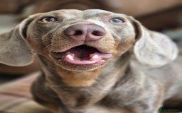 Miniature Dachshund dogs for sale: LOKI 2 YEAR OLD - Advert 1