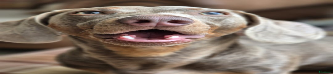 Miniature Dachshund Puppy 1