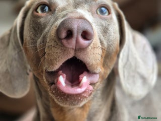 Miniature Dachshund dogs LOKI 2 YEAR OLD - Advert 10