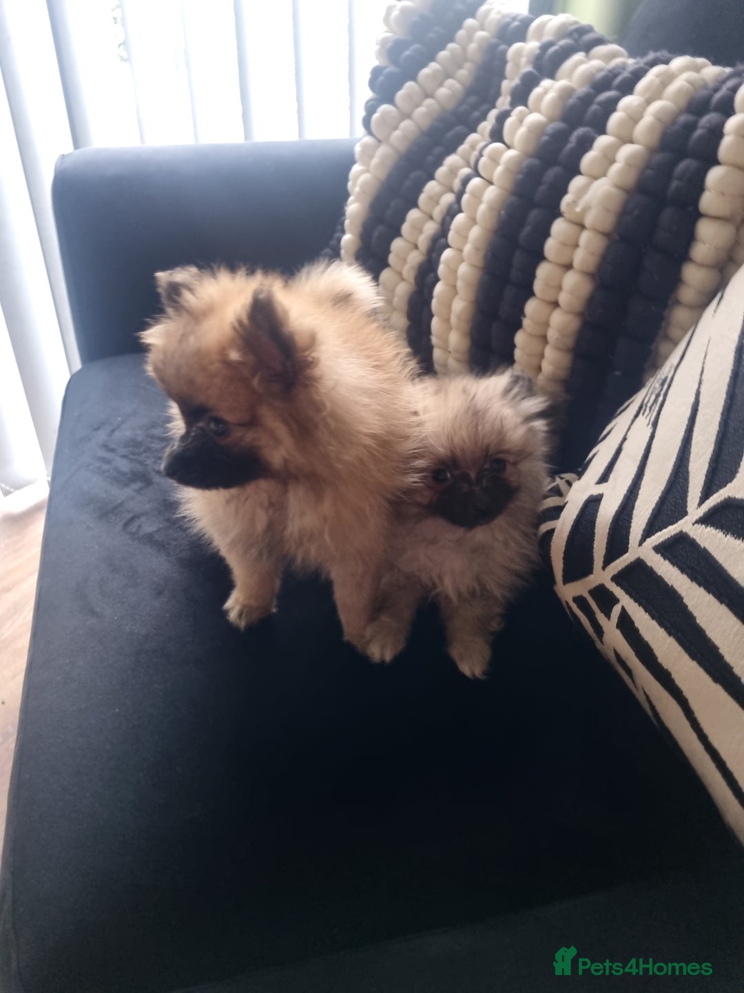 Pomeranian dogs for sale: ** Pomeraniums  - Image 32