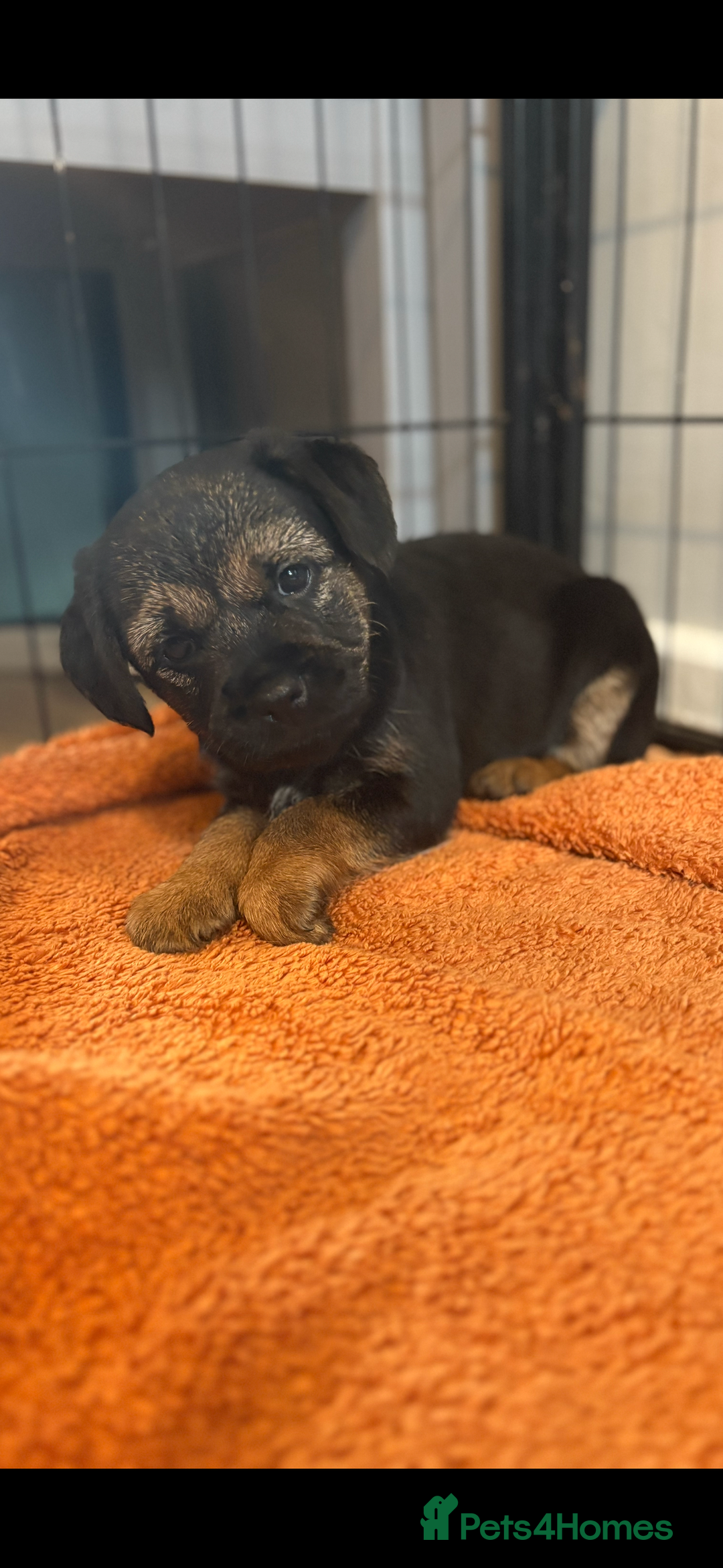Border Terrier dogs for sale: 6 Beautiful KC Boy Border terrier puppies  - Image 3