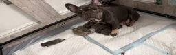 French Bulldog dogs for sale: Gorgoeus Isabella, lilac and blue Frenchies - Advert 3