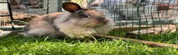 Mini Lion Lop rabbits for sale: Mini lion lop - Advert 1