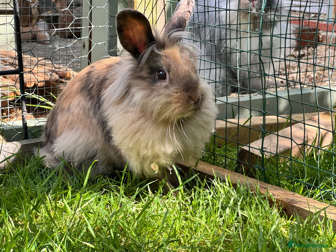 Mini Lion Lop rabbits for sale: Mini lion lop - Advert 1